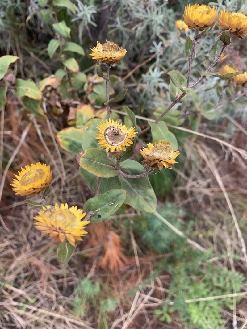 Helichrysum molestum photo 2