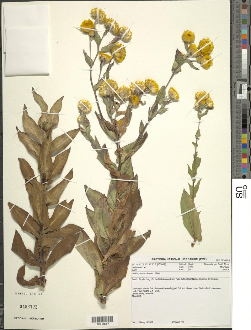 Helichrysum molestum photo 3