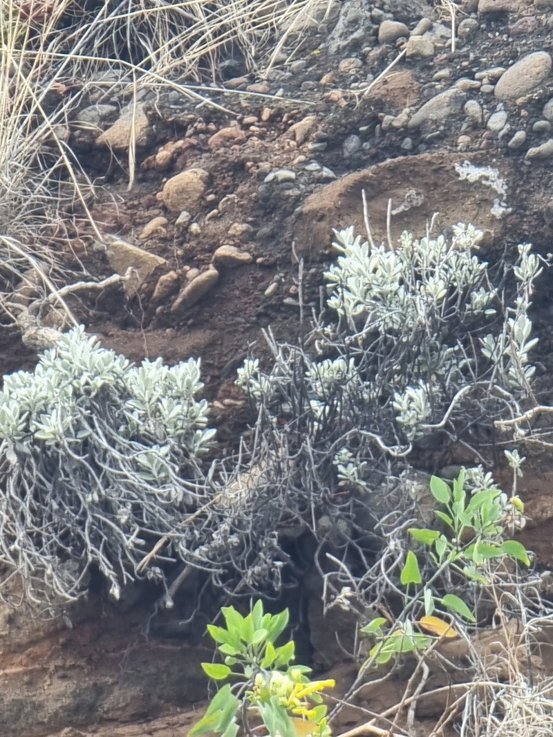 Helichrysum monizii photo 2