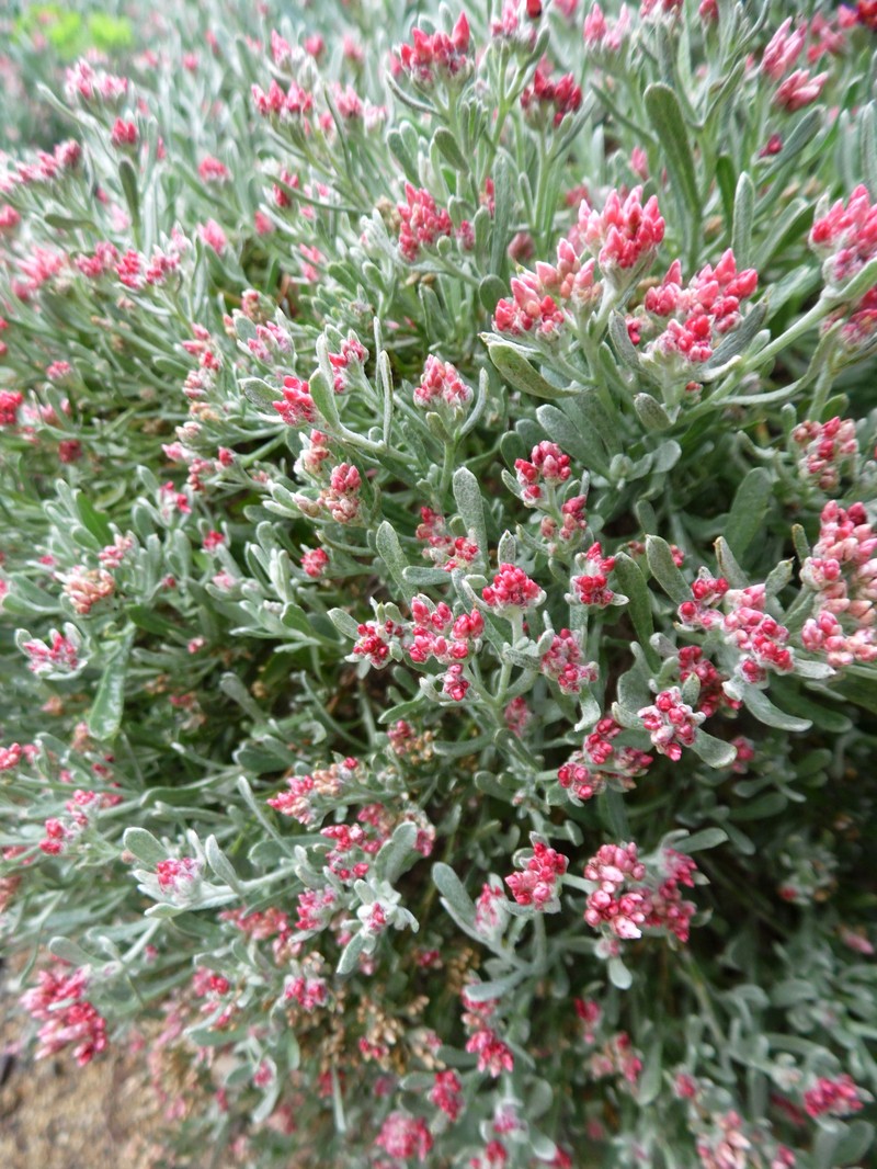 Helichrysum monogynum