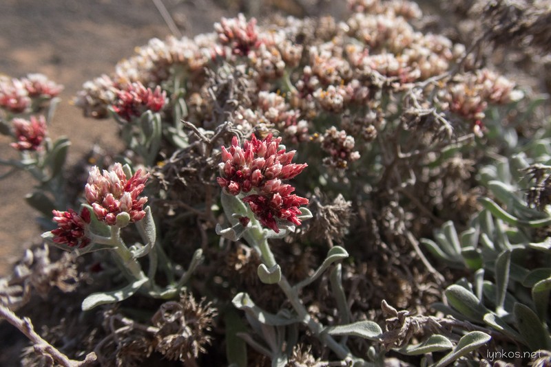 Helichrysum monogynum photo 2