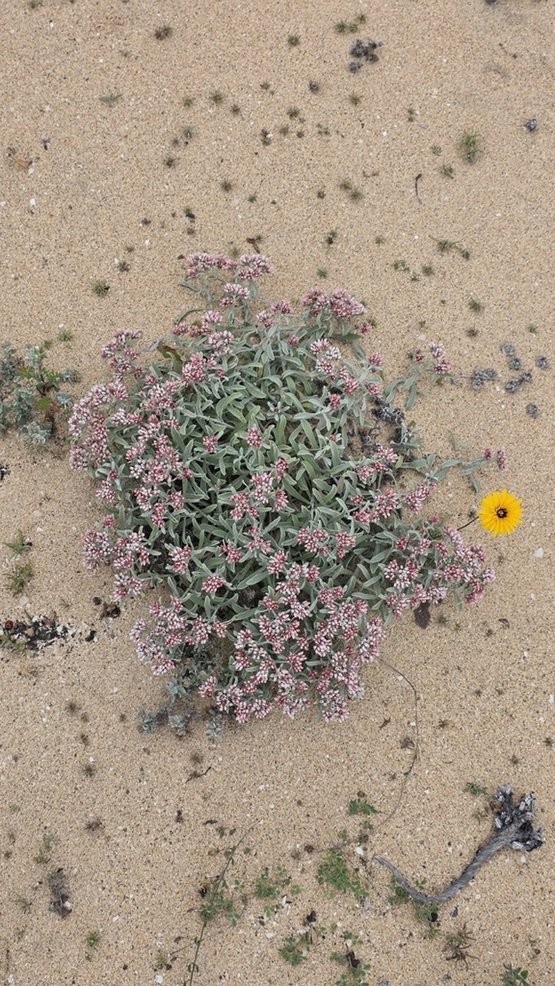Helichrysum monogynum photo 3