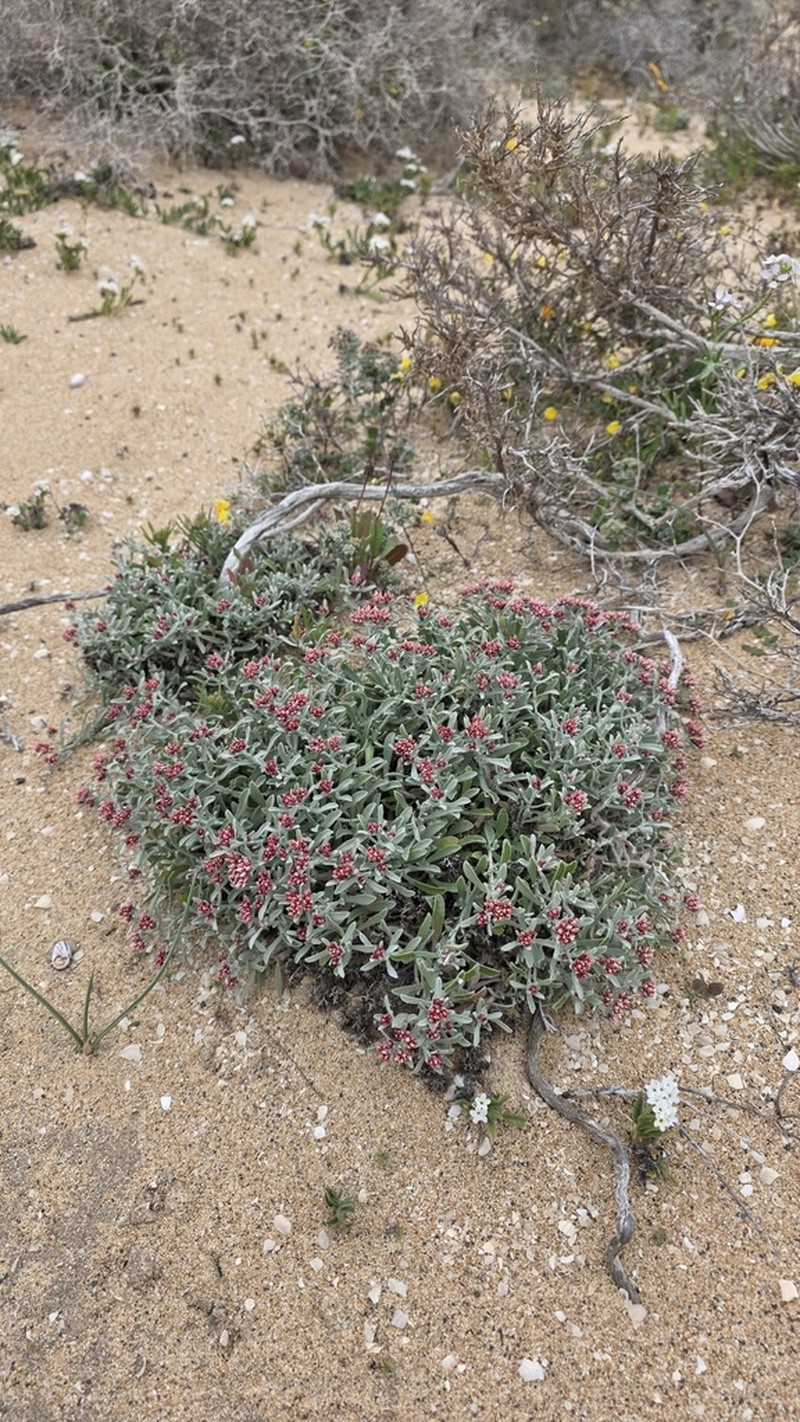 Helichrysum monogynum photo 4