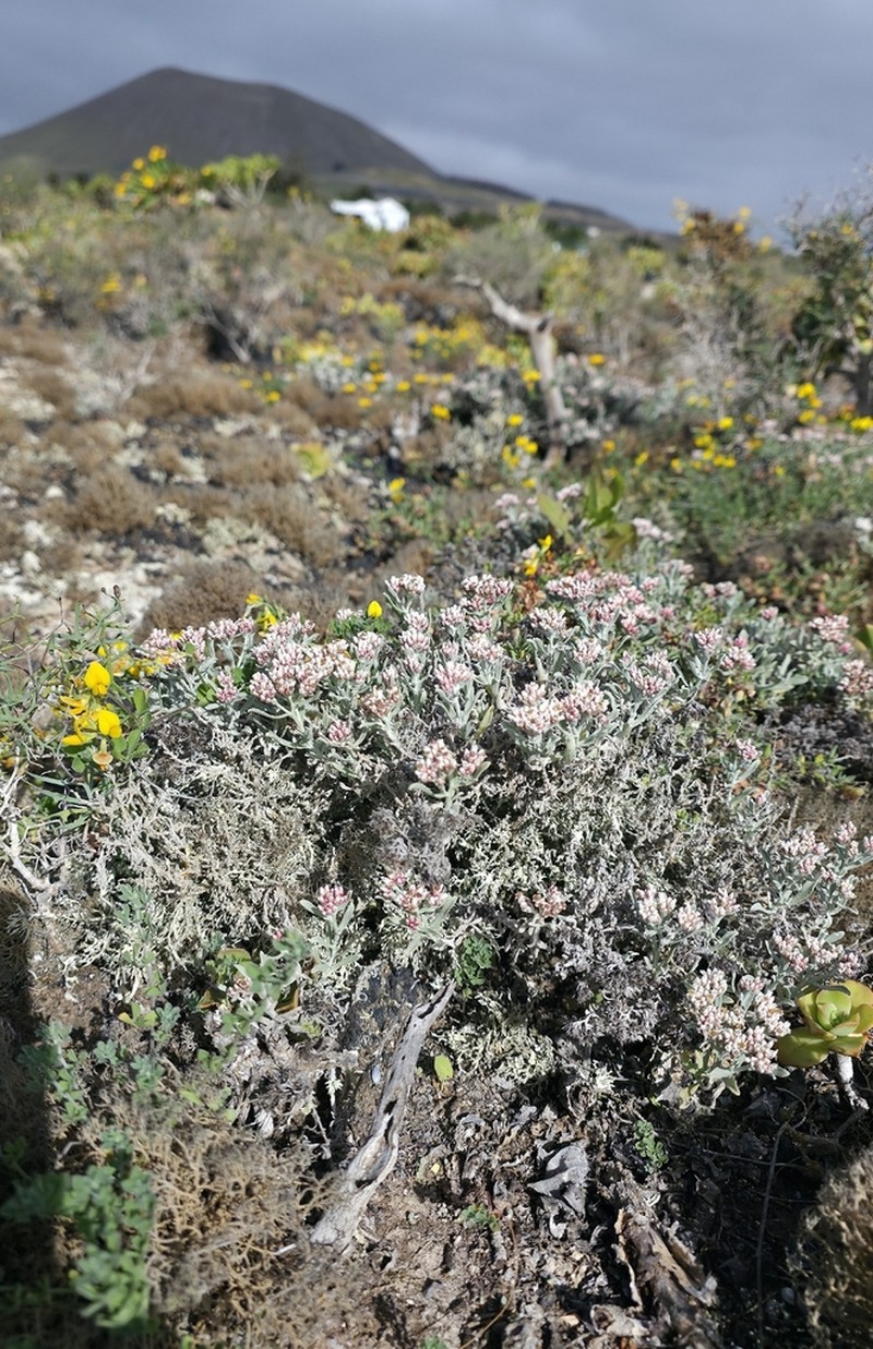 Helichrysum monogynum photo 5