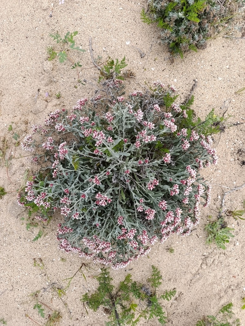 Helichrysum monogynum photo 6