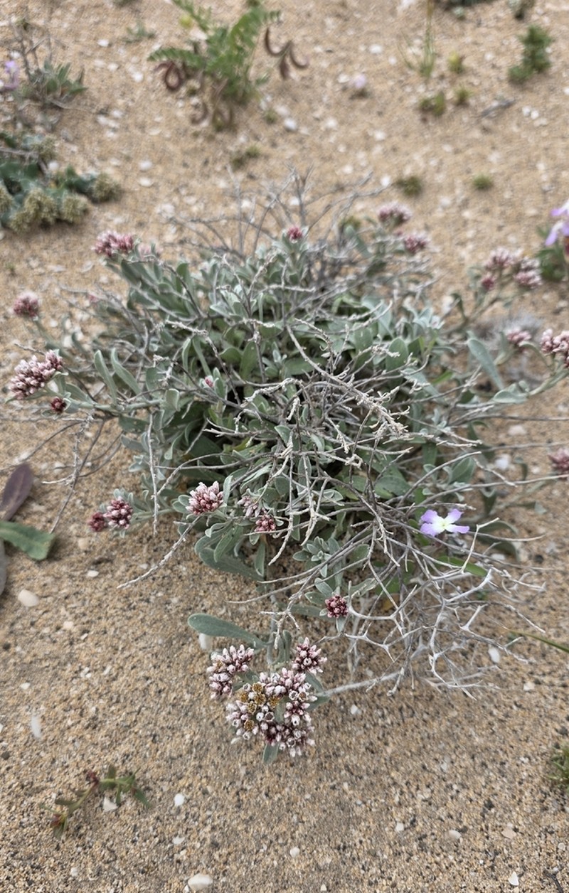 Helichrysum monogynum photo 7