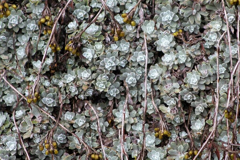 Helichrysum montanum