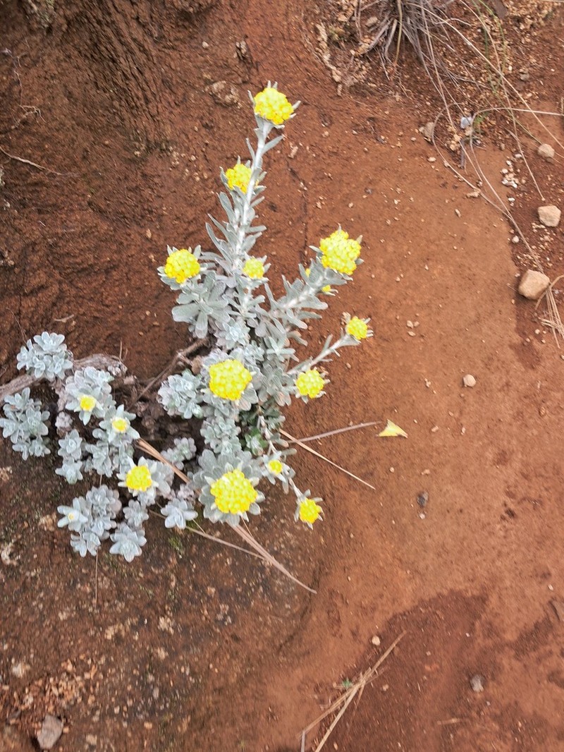 Helichrysum montanum photo 2