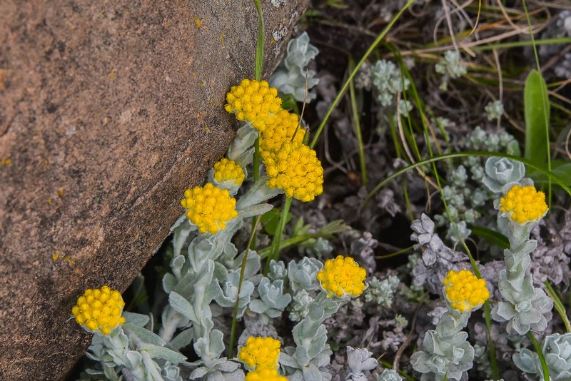 Helichrysum montanum photo 3
