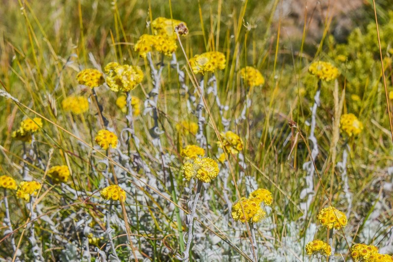 Helichrysum montanum photo 4
