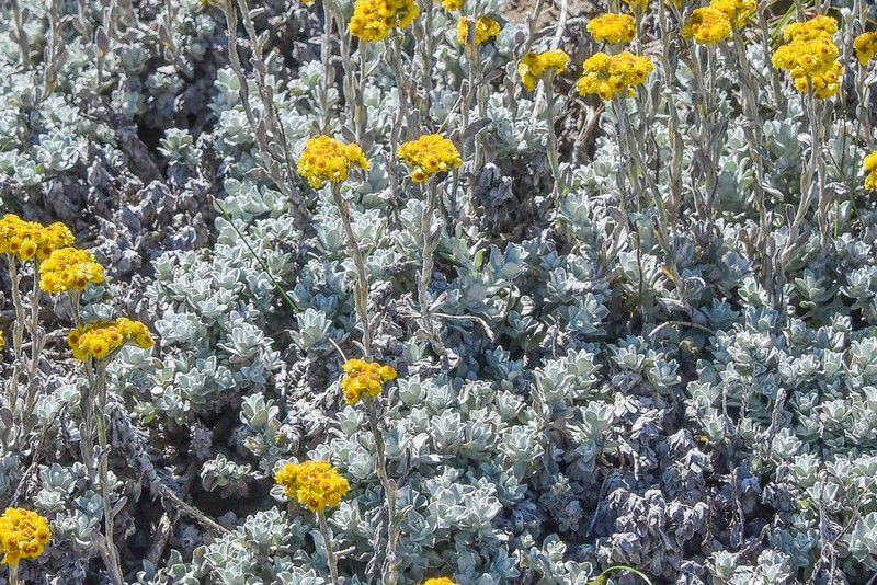 Helichrysum montanum photo 5