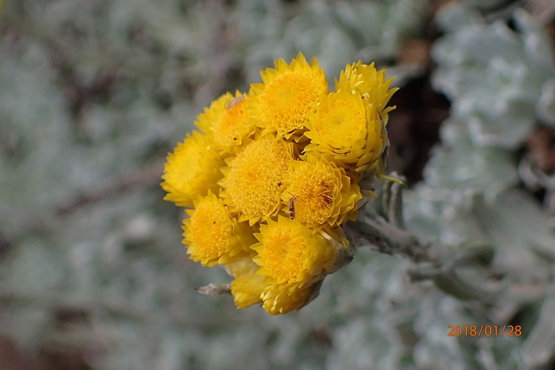 Helichrysum montanum photo 6
