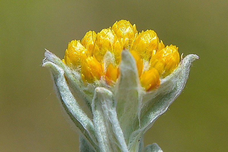 Helichrysum montanum photo 7
