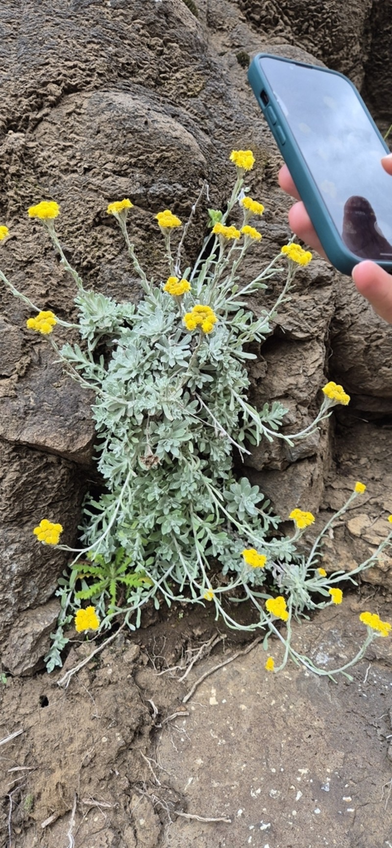 Helichrysum montanum photo 8