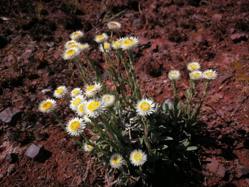 Helichrysum monticola