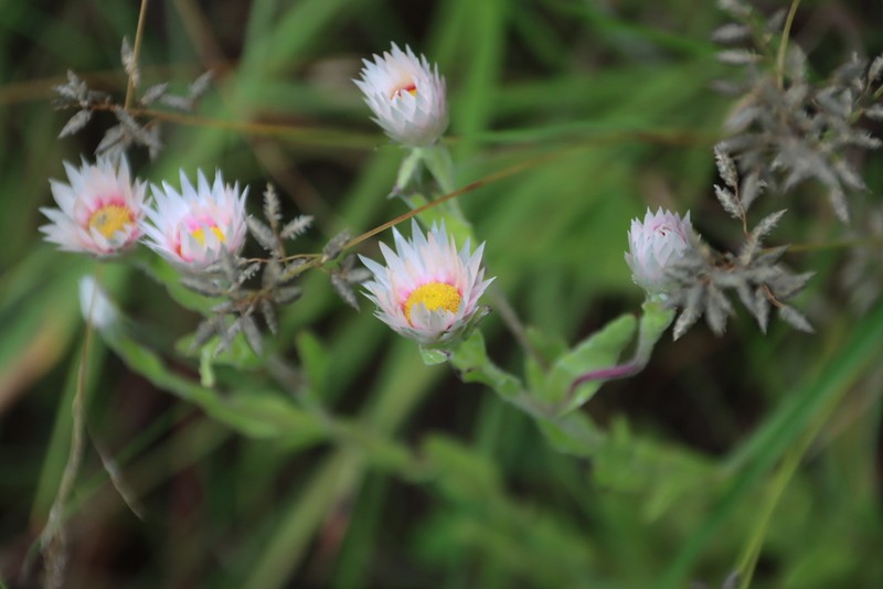 Helichrysum monticola photo 2