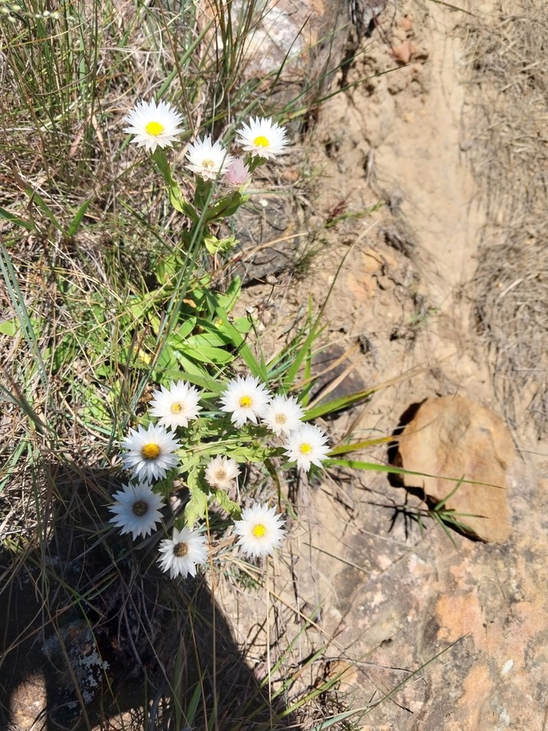 Helichrysum monticola photo 3