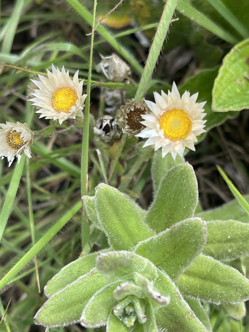 Helichrysum monticola photo 4