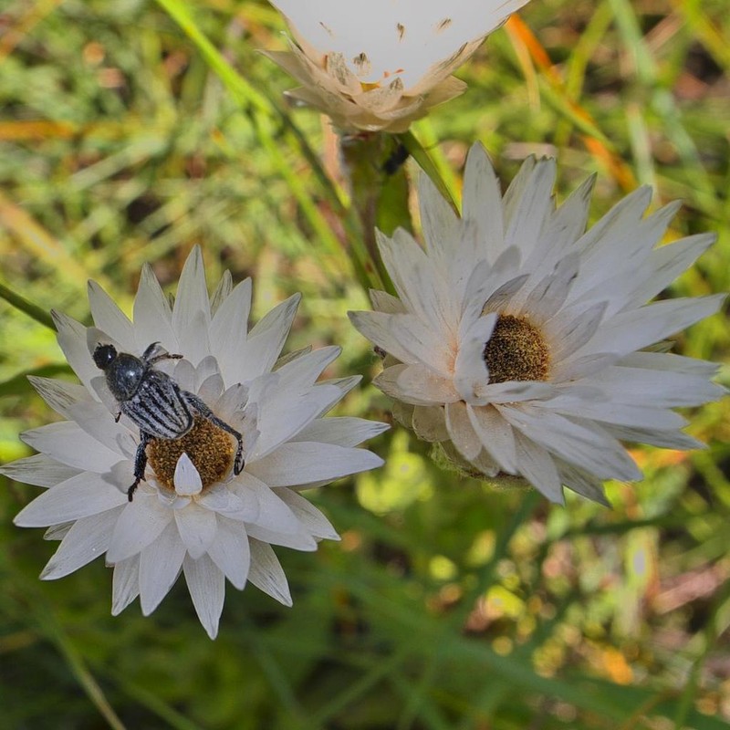 Helichrysum monticola photo 6