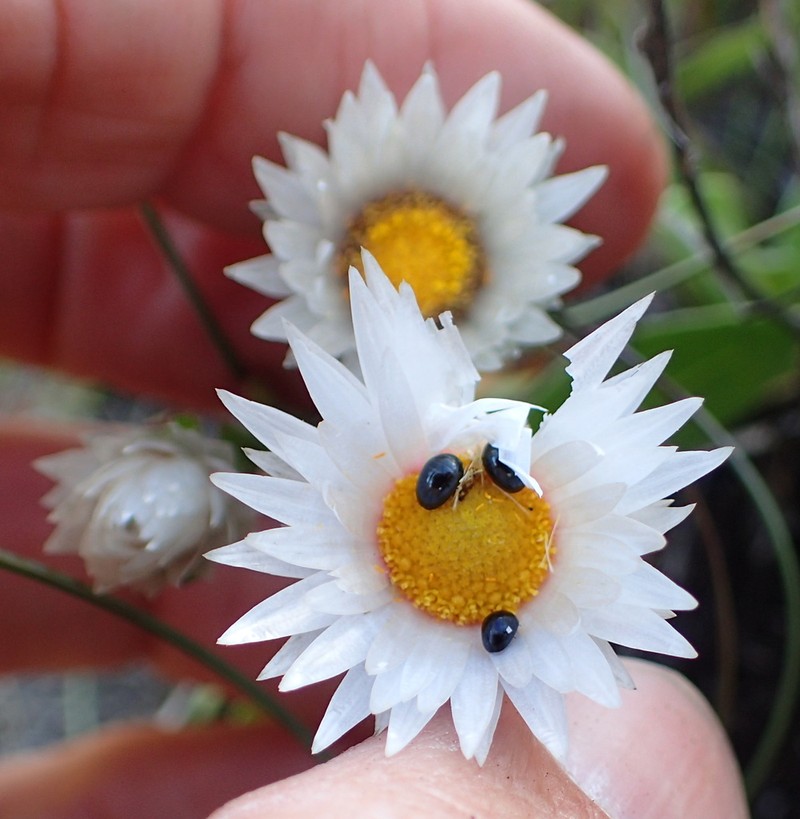 Helichrysum monticola photo 8