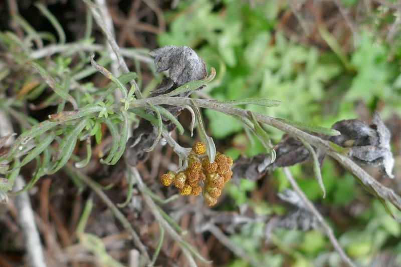 Helichrysum montis-cati
