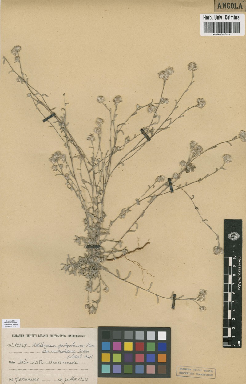 Helichrysum mossamedense
