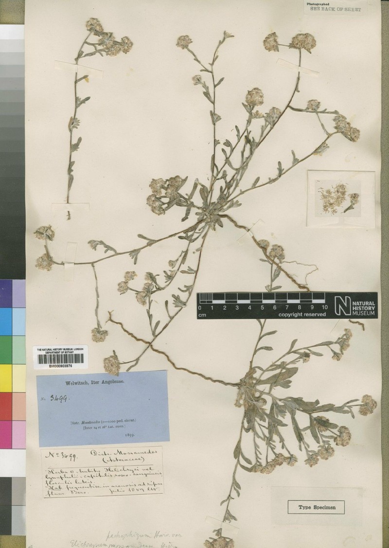 Helichrysum mossamedense photo 2