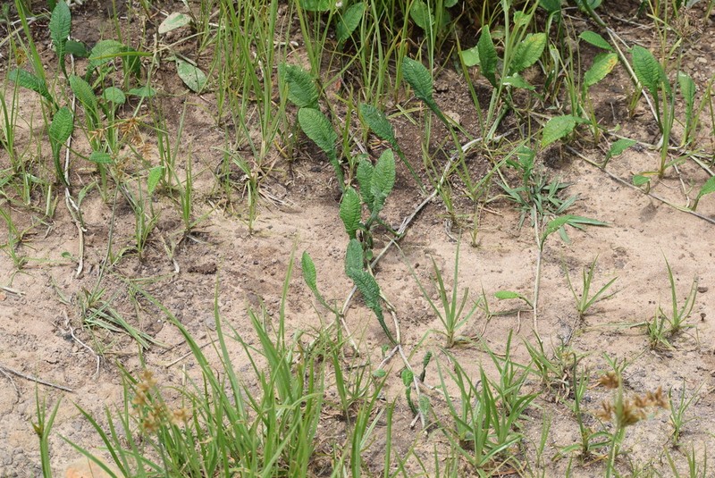 Helichrysum mundii
