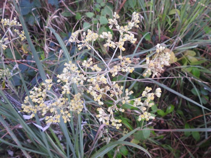 Helichrysum mundii photo 2