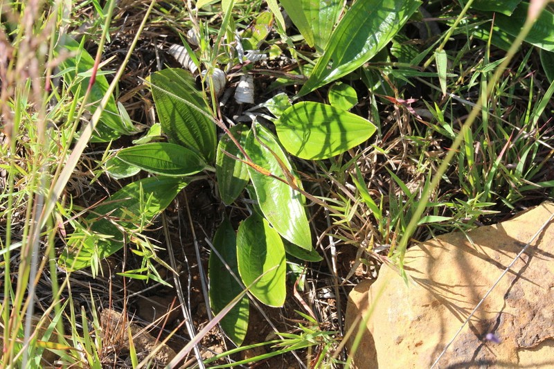 Helichrysum mundii photo 3