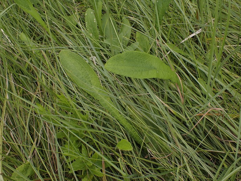Helichrysum mundii photo 4
