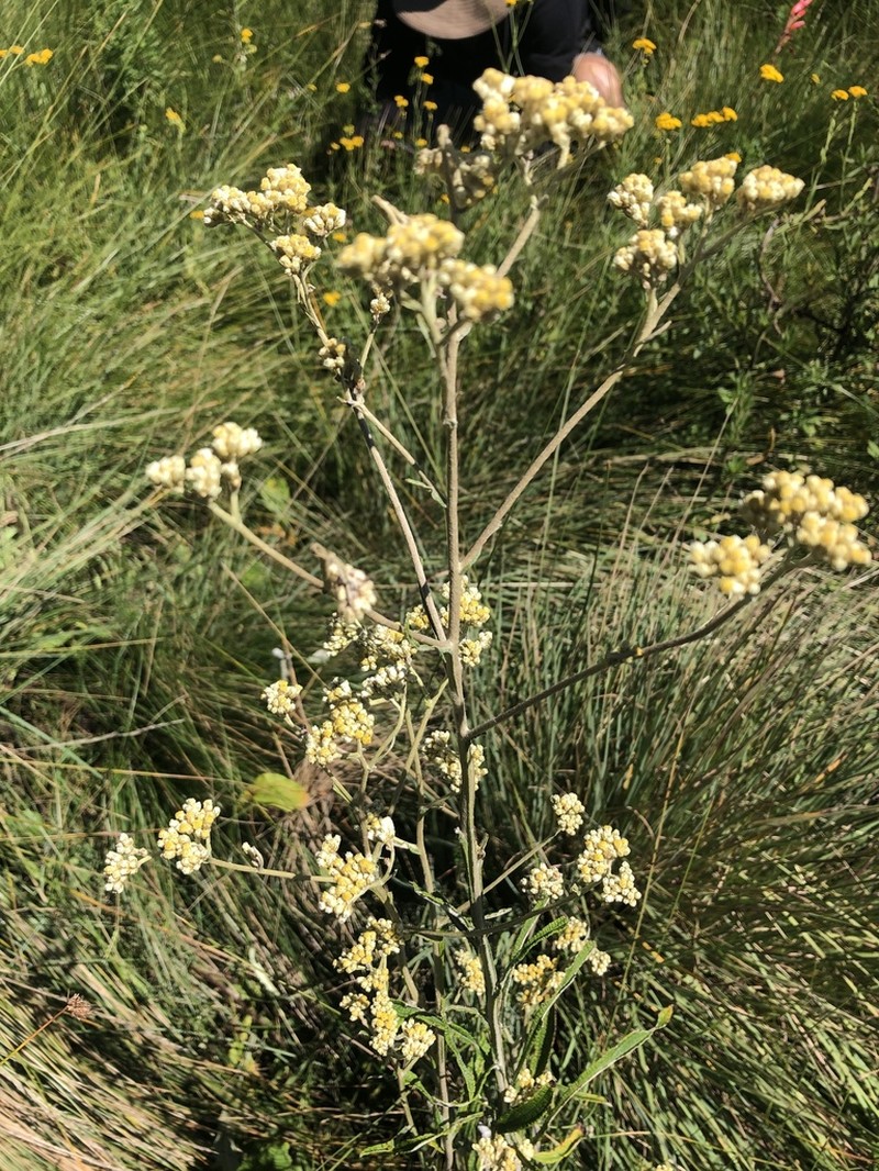 Helichrysum mundii photo 5