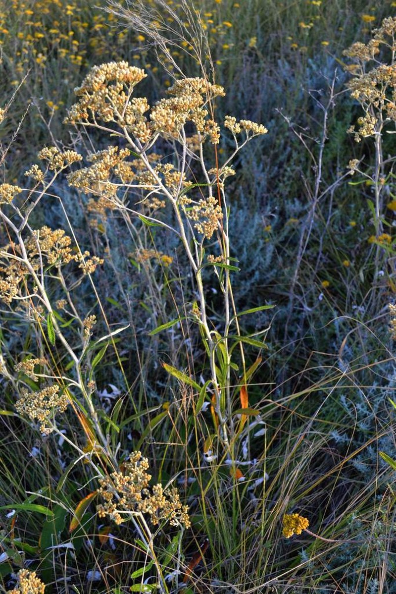 Helichrysum mundii photo 6