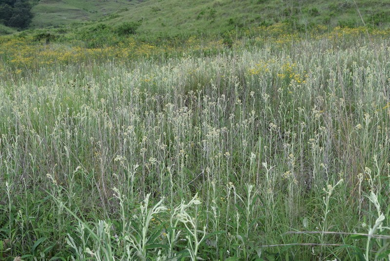 Helichrysum mundii photo 7