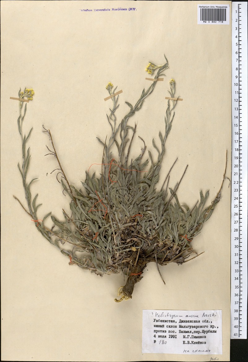 Helichrysum mussae photo 2