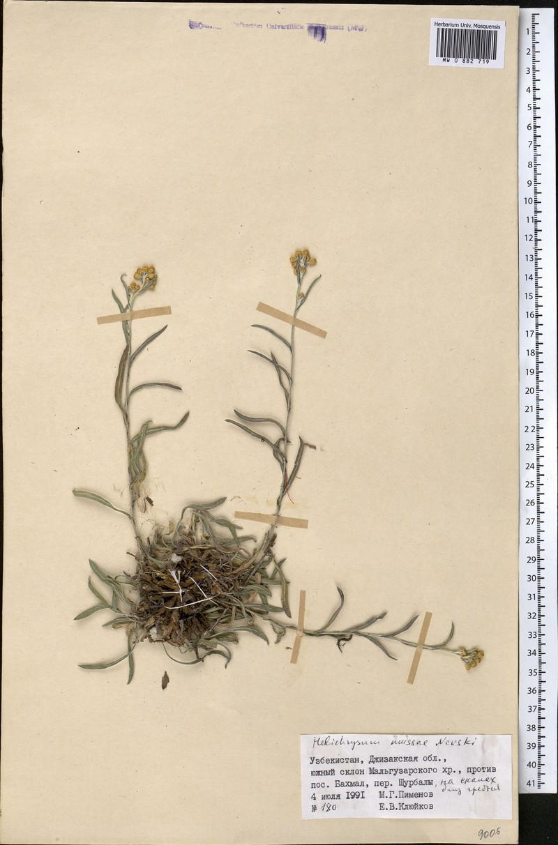 Helichrysum mussae photo 3