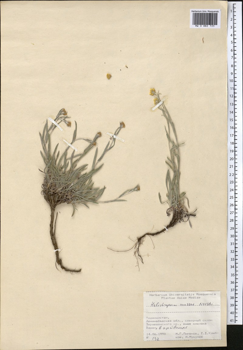 Helichrysum mussae photo 4