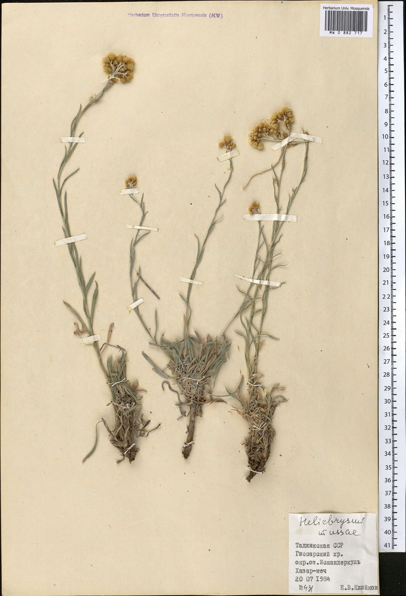 Helichrysum mussae photo 5