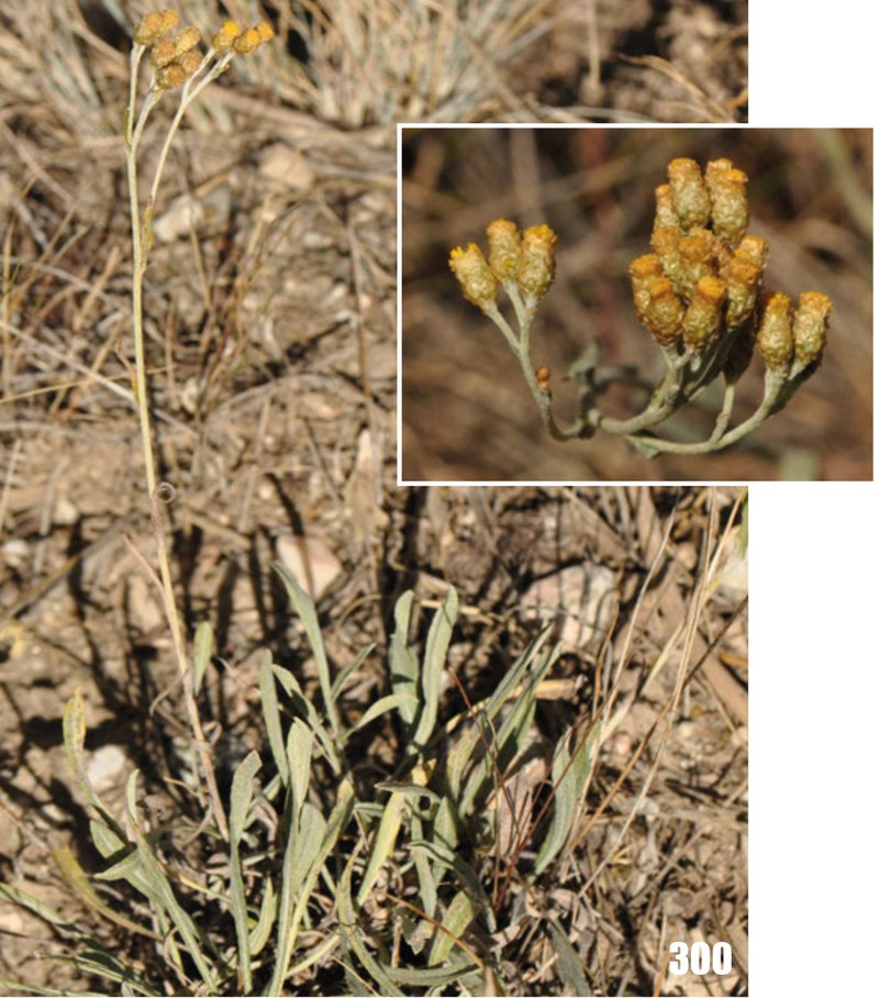 Helichrysum mussae
