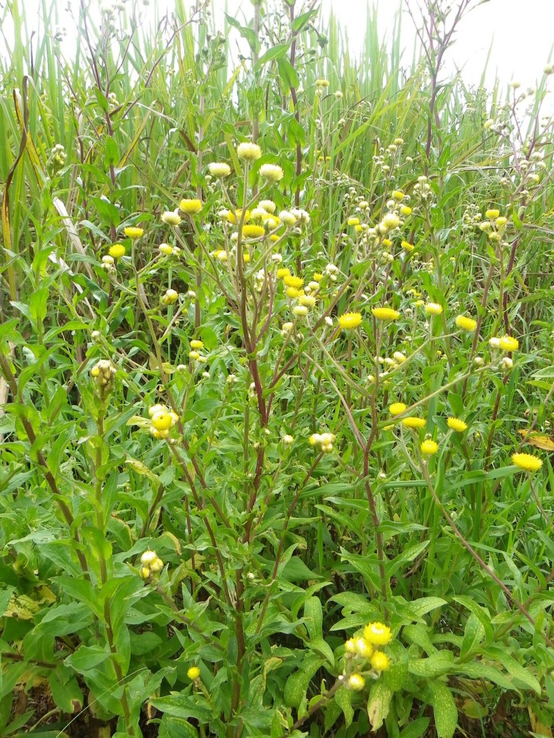 Helichrysum mutabile photo 2