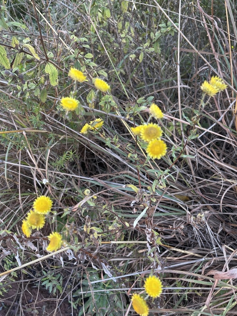 Helichrysum mutabile photo 3