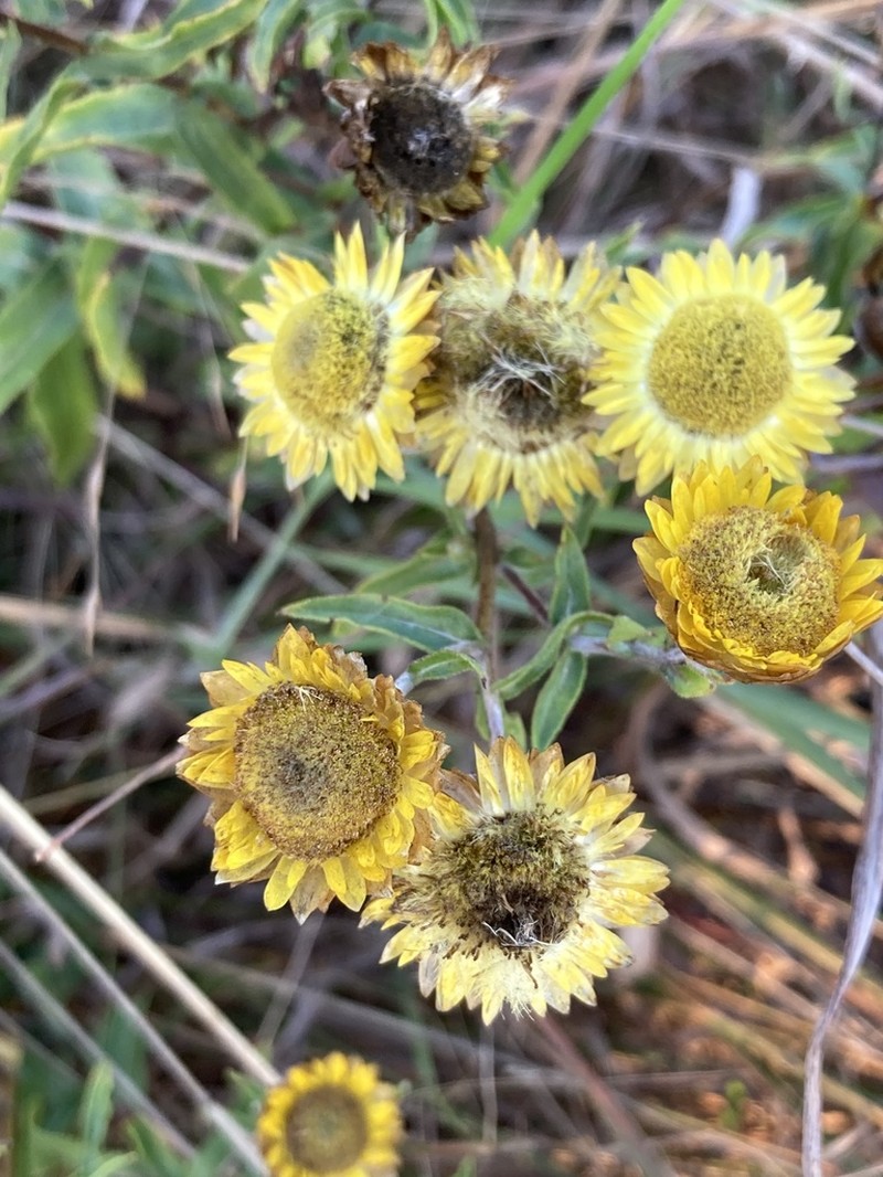 Helichrysum mutabile photo 4