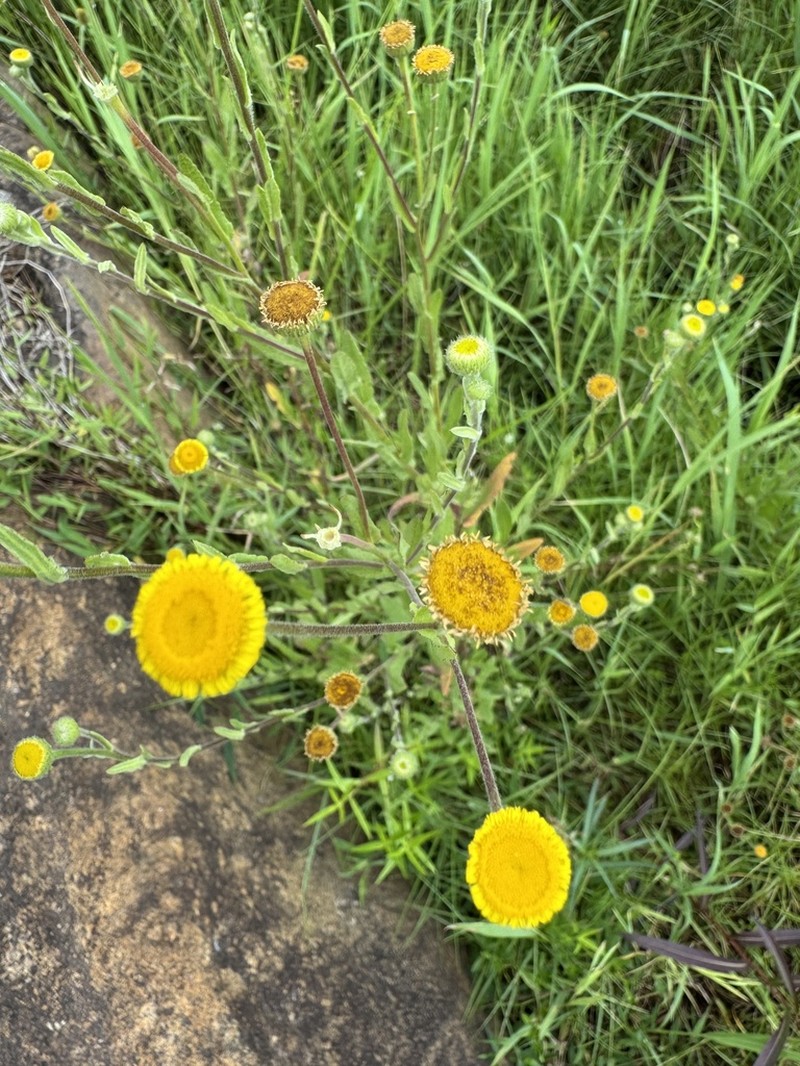 Helichrysum mutabile photo 5
