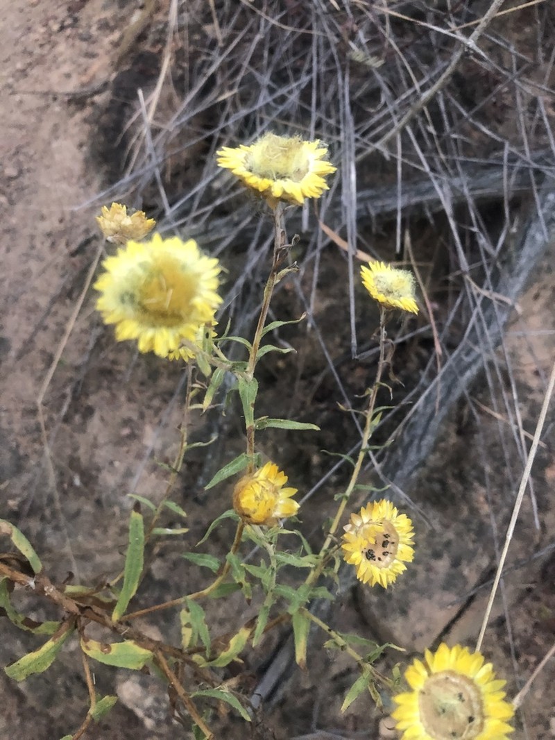 Helichrysum mutabile photo 7