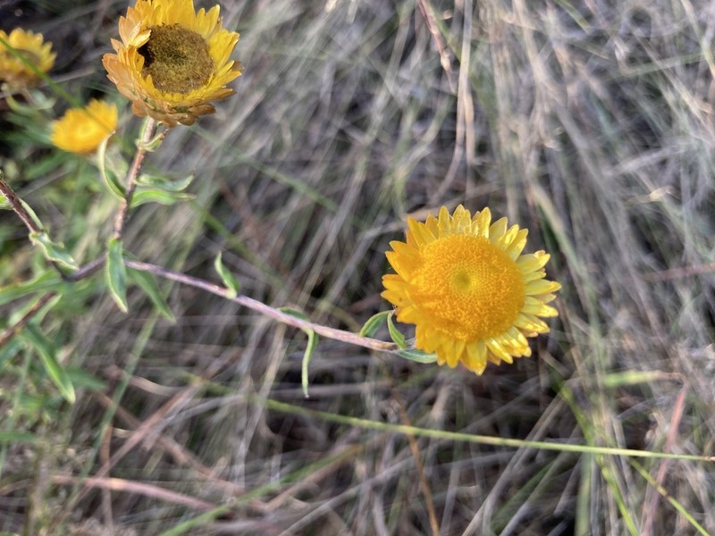 Helichrysum mutabile photo 8