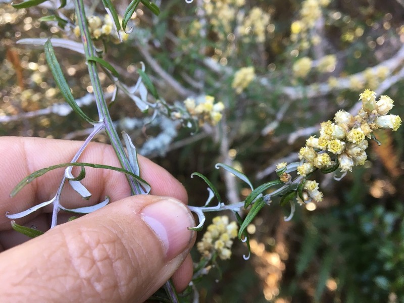 Helichrysum mutisiifolium photo 2