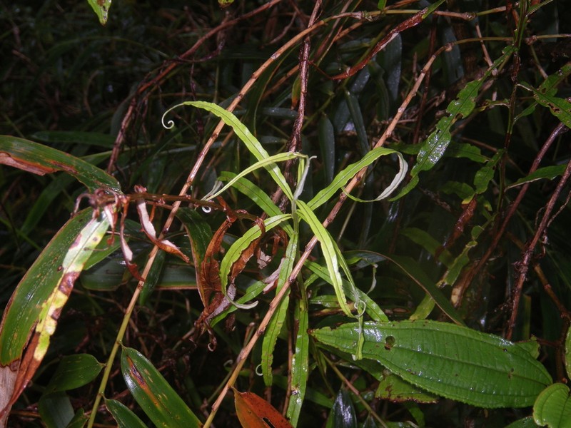 Helichrysum mutisiifolium photo 4