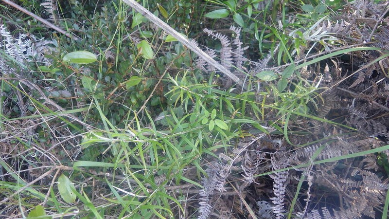 Helichrysum mutisiifolium photo 5
