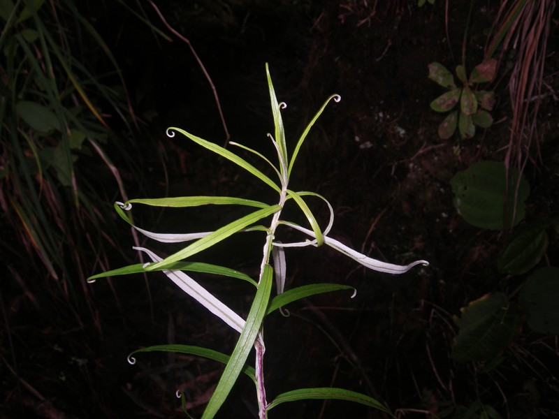 Helichrysum mutisiifolium photo 7