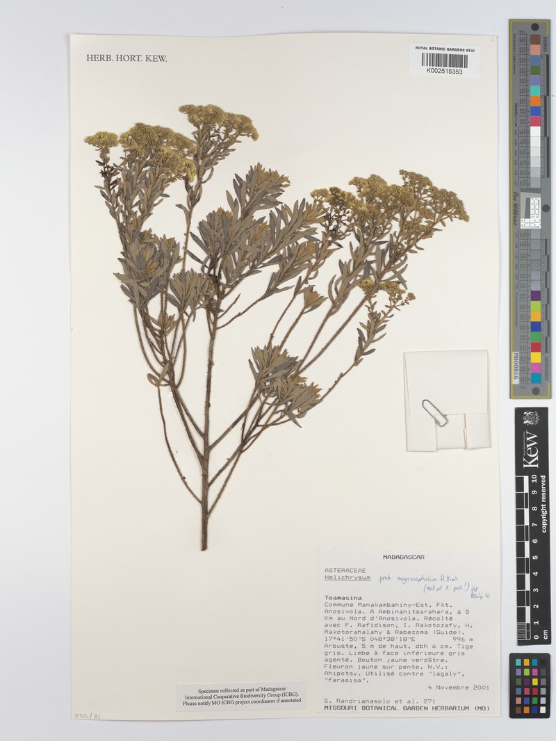 Helichrysum myriocephalum